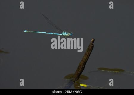 Mit einem Kelch markierte Damselfliege (Erythromma lindenii) nähert sich Totholz, Hessen, Deutschland Stockfoto