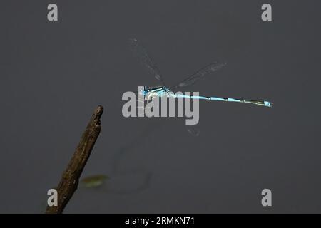 Mit einem Kelch markierte Damselfliege (Erythromma lindenii) m nähert sich Totholz, Hessen, Deutschland Stockfoto