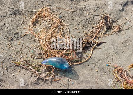 Portugiesischer Mann o' war (Physalia physalis), tot am Strand, Lanzarote, Kanarische Inseln, Spanien Stockfoto