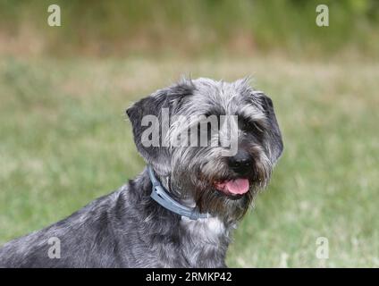 Dackel Shih Tzu Mix (Canis lupus familaris), männlich 4 Jahre, Portraet, Nordrhein-Westfalen, Deutschland Stockfoto