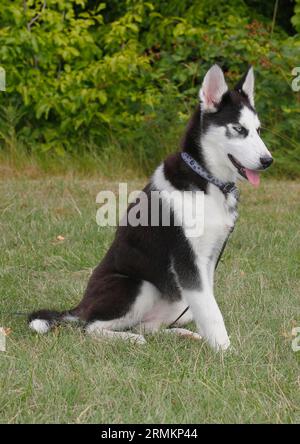 Sibirisches Husky-Weibchen (Canis lupus familaris), 5 Monate, sitzend auf der Wiese, Nordrhein-Westfalen, Deutschland Stockfoto