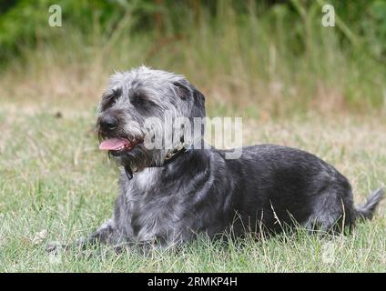 Dackel Shih Tzu Mix (Canis lupus familaris), männlich 4 Jahre, auf der Wiese liegend, Nordrhein-Westfalen, Deutschland Stockfoto