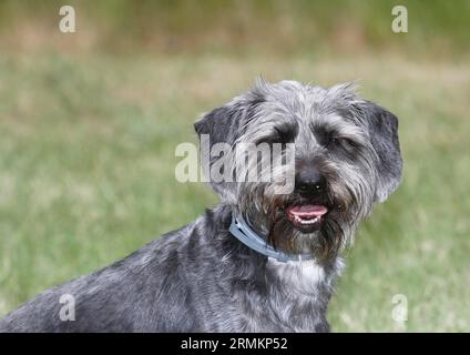 Dackel Shih Tzu Mix (Canis lupus familaris), männlich 4 Jahre, Portraet, Nordrhein-Westfalen, Deutschland Stockfoto