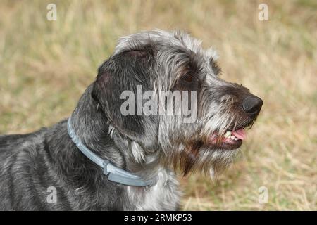 Dackel Shih Tzu Mix (Canis lupus familaris), männlich 4 Jahre, Portraet, Nordrhein-Westfalen, Deutschland Stockfoto