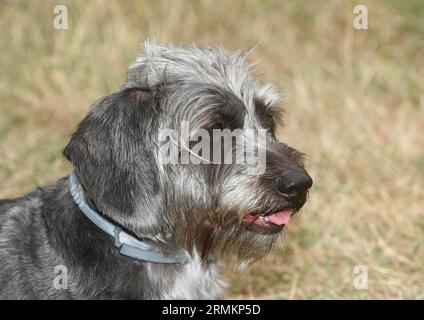 Dackel Shih Tzu Mix (Canis lupus familaris), männlich 4 Jahre, Portraet, Nordrhein-Westfalen, Deutschland Stockfoto