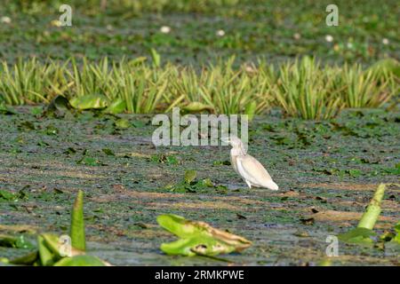 Squacco Heron auf dem Wasser von Lacul Isaccel, einem See im Donaudelta. UNESCO-Biosphärenreservat Donaudelta. Munghiol, Tulcea, Rumänien Stockfoto