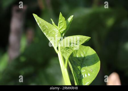 Frische ceylon-Spinatpflanze mit jungen grünen Blättern, die das Sonnenlicht auf natürlichem grünem Hintergrund genießen Stockfoto