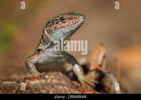 Sandeidechse (Lacerta agilis) Porträt eines Männchens, das auf der Jagd ist und auf der Warte liegt, Parc Natural de s'Albufera de Mallorca, Spanien Stockfoto