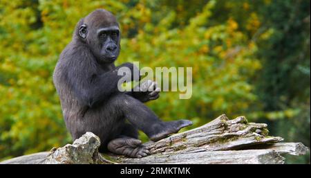 Eastern Lowland Gorilla, Gorilla graueri, Young Stockfoto