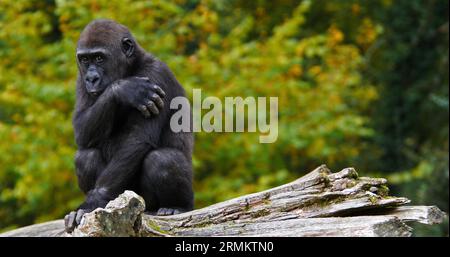 Eastern Lowland Gorilla, Gorilla graueri, Young Stockfoto