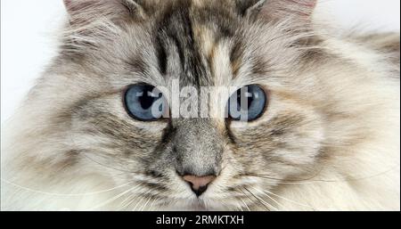 Weiß und Seal Tabby Point sibirischen Hauskatze, weiblich vor weißem Hintergrund Stockfoto