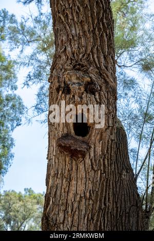 Schockiert und überrascht menschliches Gesicht wird in einem natürlich wachsenden Baumstamm gesehen Pareidolia ist die Tendenz zur falschen Wahrnehmung eines Reizes als Objekt Stockfoto