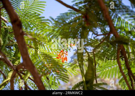 Blumen und Samenkapseln der Flamme des Waldbaums (Delonix regia). Gebürtig aus Madagaskar Stockfoto