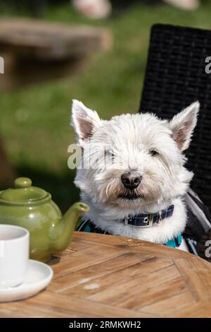 Ein Westie West Highlander White Terrier, der auf einem Stuhl an einem Tisch sitzt. Stockfoto