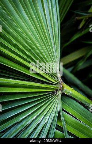 Eine Nahaufnahme der Blätter einer Trachycarpus fortunei, die in einem Garten im Vereinigten Königreich in Europa wächst. Stockfoto