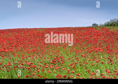 Der atemberaubende Anblick eines Feldes voller Common Poppies Papaver Rhoeas an der Küste von Crantock Bay in Newquay in Cornwall, Großbritannien in Europa. Stockfoto