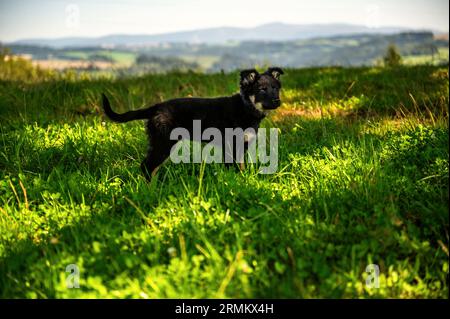 Der süße kleine schwarze Welpe des böhmischen Hirten steht im Gras auf der Bergwiese. Stockfoto