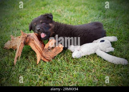 Der entzückende 2-monatige Welpe des böhmischen Hundes (Chodsky) liegt auf dem Gras im Garten und beißt ein Stück Holz, daneben liegt Plüschtier. Stockfoto