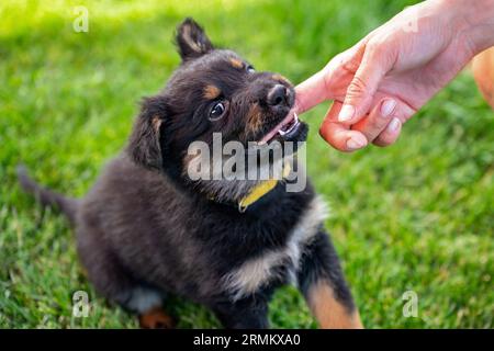 Zwei Monate alter süßer Welpe (böhmischer Schäferhund) beißt seiner Geliebten die Hand auf Gras. Stockfoto