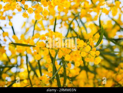 Blühende Akazie. Gelbe Blüten der Pflanze. Stockfoto