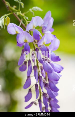 Blühende Glysterien. Violette Blüten der Pflanze Nahaufnahme. Stockfoto