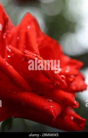 Nahaufnahme einer leuchtend roten Rose, bedeckt mit Regentropfen und einem Bokeh-Hintergrund Stockfoto