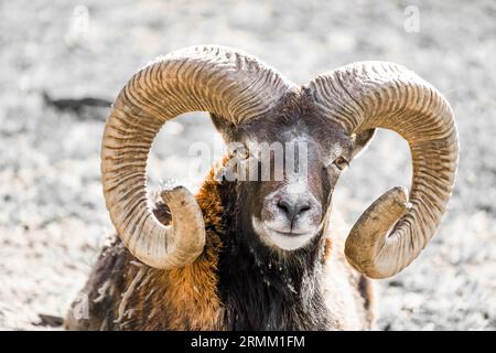 Porträt eines Mufflons mit Hörnern. Nahaufnahme von Tieren. Stockfoto