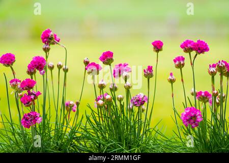 Rosa Nelken auf hellgrünem Hintergrund. Blühende Pflanze. Blumen im Garten. Stockfoto