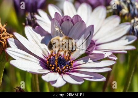 Eucera nigrilabris, Longhorn Bee Stockfoto