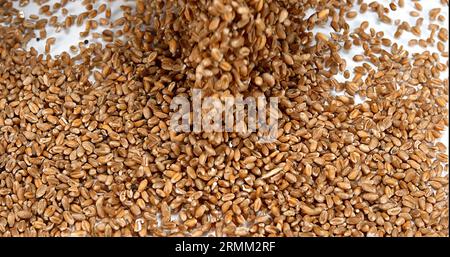 Weizen, triticum sp. Fallen vor weißem Hintergrund Stockfoto