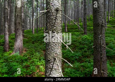 In der Wüste Fichtenwald Stockfoto