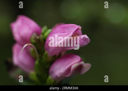 Selektiver Fokus Chelone obliqua, der rote Turtlehead, rosafarbene Turtlehead oder rosa Turtlehead Makro Stockfoto