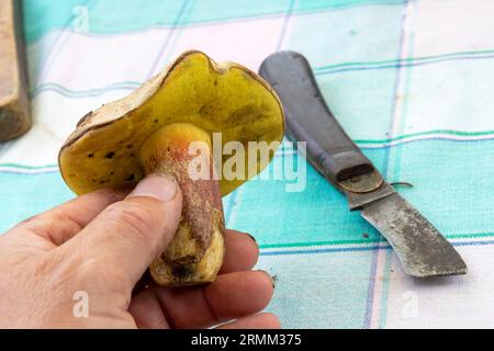 Hand hält einen essbaren Pilz Stockfoto