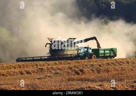 Der Mähdrescher entleert seinen Korntank über die Druckleitung zu einem Traktor, der mit einem parallel laufenden, parallel laufenden Muldenkipper fährt, August 2023. Stockfoto