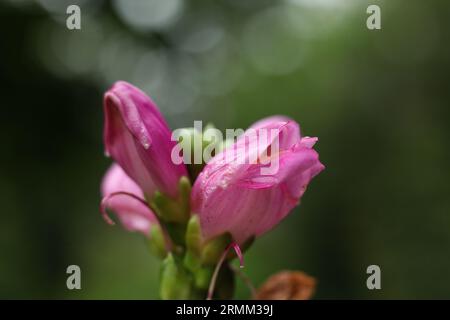 Selektiver Fokus Chelone obliqua, der rote Turtlehead, rosafarbene Turtlehead oder rosa Turtlehead Makro Stockfoto
