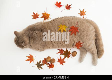 Nette Katze auf weißem Hintergrund. Schottische Katze mit herbstlichen Herbstblättern Stockfoto