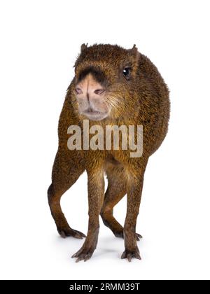 Agouti, auch bekannt als Dasyprocta, steht nach vorne. Blick in Richtung Kamera. Isoliert auf weißem Hintergrund. Stockfoto