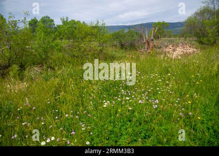 Landschaft. Pinilla del Valle, Provinz Madrid, Spanien. Stockfoto