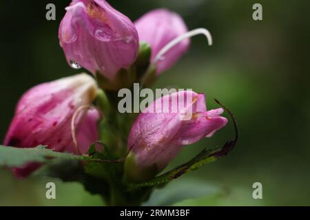 Selektiver Fokus Chelone obliqua, der rote Turtlehead, rosafarbene Turtlehead oder rosa Turtlehead Makro Stockfoto