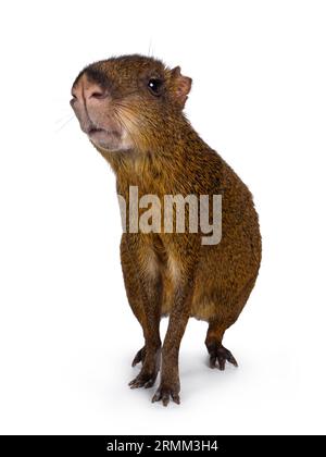 Agouti, auch bekannt als Dasyprocta, steht nach vorne. Blick in Richtung Kamera. Isoliert auf weißem Hintergrund. Stockfoto