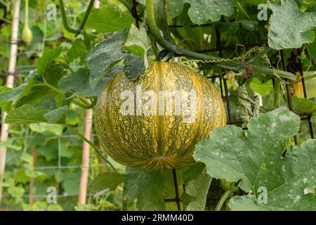 Zürich, Schweiz, 9. August 2023 Kürbis oder Cucurbita Pepo im Botanischen Garten Stockfoto