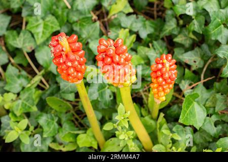 Zürich, Schweiz, 9. August 2023 Arum Italicum im Botanischen Garten Stockfoto