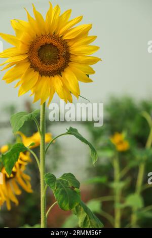 Sonnenblumen auf einem Markt und eine kleine Hummel. Hochwertige Fotos. Selektiver Fokus Stockfoto