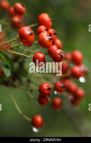 Eine Nahaufnahme von Pyracantha coccinea, dem scharlachroten feuerdorn, der von Regentropfen bedeckt ist Stockfoto