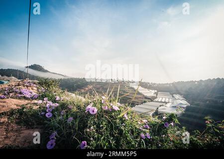 Landschaft von da Lat, Täler mit Gewächshäusern, die überall in da Lat wachsen, Gewächshäuser, die in Nebel getaucht sind Stockfoto