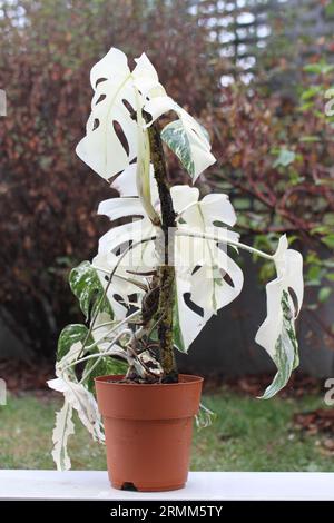 Grüne Zimmerpflanze Monstera albo variegata Stockfoto