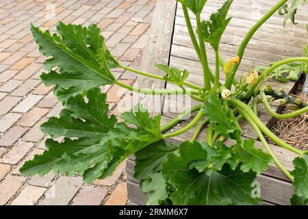 Zürich, Schweiz, 9. August 2023 Cucurbita Pepo oder Kürbispflanze im Botanischen Garten Stockfoto