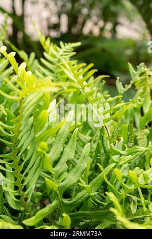 Zürich, Schweiz, 9. August 2023 Polypodium vulgare oder gewöhnliche Polypodie im botanischen Garten Stockfoto