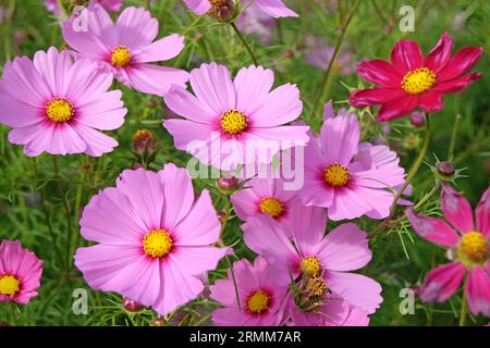 Pink Cosmos bipinnatus, allgemein als Gartenkosmos oder mexikanischer Aster bezeichnet, in Blume. Stockfoto