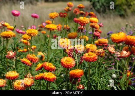 Orange und rote Xerochrysum sind auch als Erdbeere oder Golden Everlasting in Flower bekannt. Stockfoto